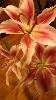 IMG_20150515_052626_771.jpg